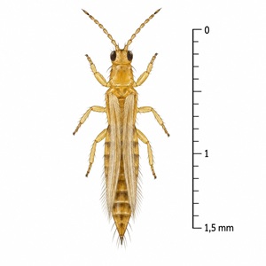 Frankliniella occidentalis mesure entre 0,9 et 1,4 mm au stade adulte